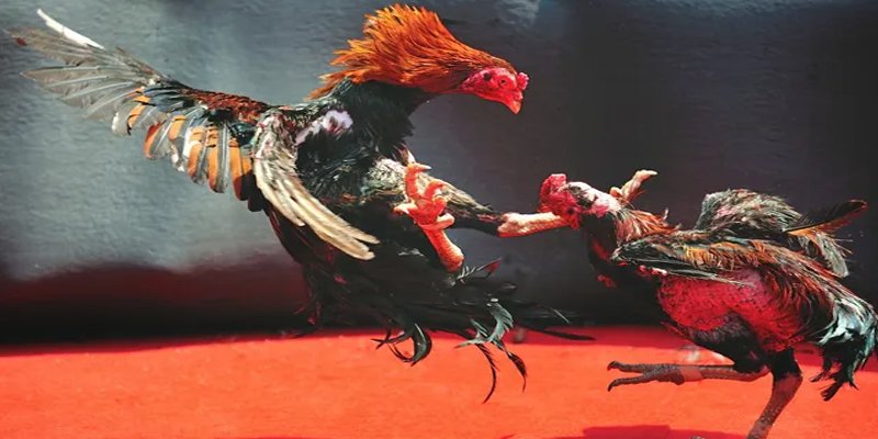 ae888 ong đăng nhập nổ hũ số 1