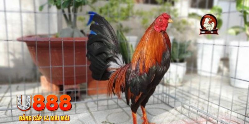 ae888 ong nổ hũ chơi như thế nào