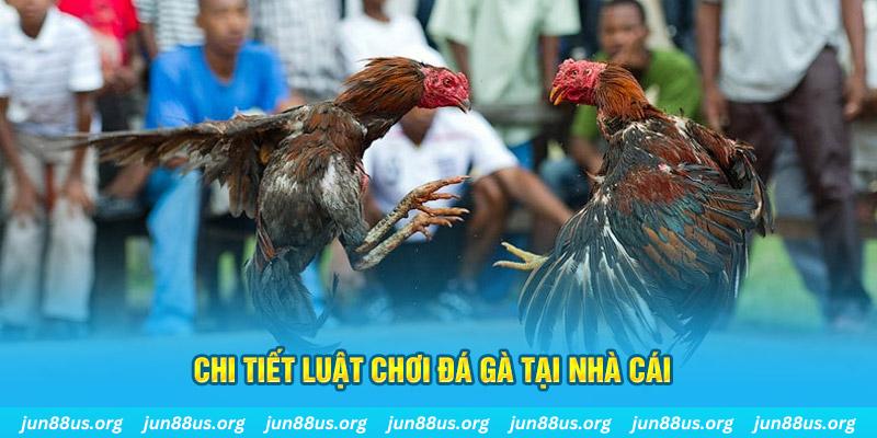 ae888 ong đá gà campuchia