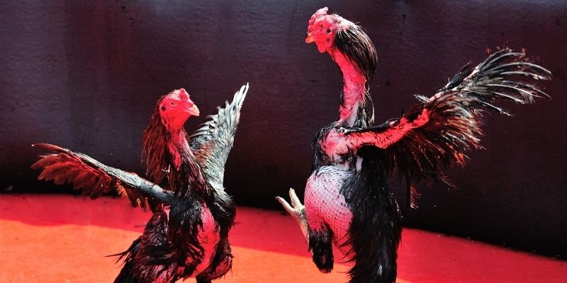 ae888 ong Spribe Điện Tử